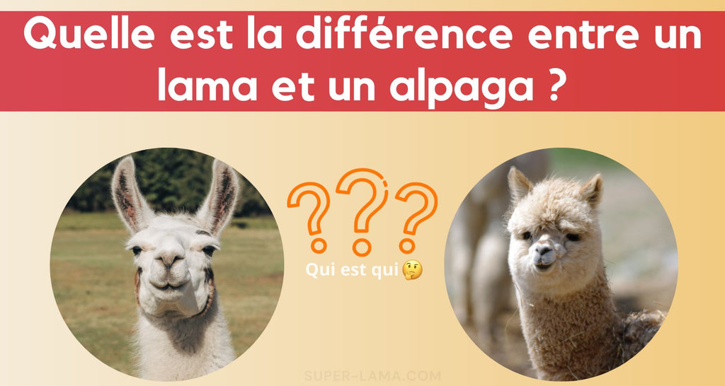 Lama et alpaga  différences de ces deux camélidés
